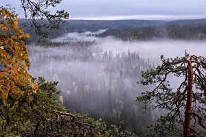 Scenic landscape view with morning fog and fall colors at moody day in Kuusamo, Finland