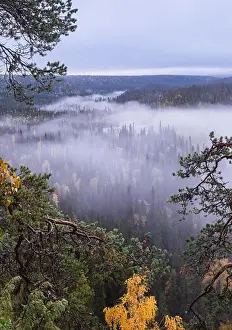 Scenic landscape view with morning fog and fall colors at moody day in Kuusamo, Finland