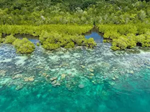 Mangrove Forest Prints: A scenic mangrove forest is fringed by a healthy coral reef in the Solomon Islands