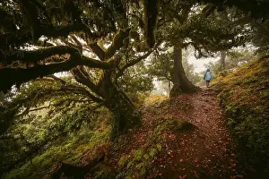 Scenic view of a boy walking along a trail through the Fanal forest on Madeira