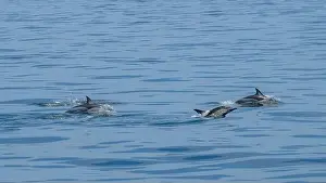 Flipper Prints: A scenic view of a group of dolphins swimming in the sea
