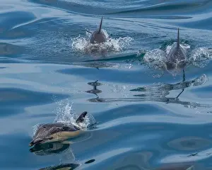 Flipper Prints: A scenic view of a group of dolphins swimming in the sea