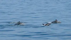 Flipper Prints: A scenic view of a group of dolphins swimming in the sea