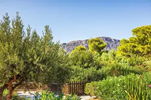 Tropical Vegetation Prints: Scenic view of lush green garden with trees and distant mountains under clear blue sky