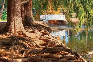 Intertwined Prints: Scenic view of a pond adorned with tree roots