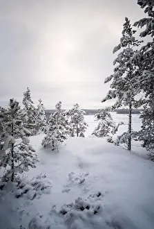 Moment Of Silence Prints: Scenic view with snow covered trees at winter evening in Finland