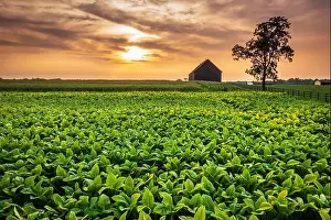 Kentucky Prints: Scenic view of tobacco farm in Central Kentucky at sunset