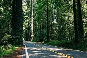 Redwood Prints: Scenic winding road through towering redwood trees in a forested area