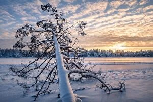 Images Dated 24th December 2018: Scenic winter landscape with fallen tree and sunrise at morning time in Finland