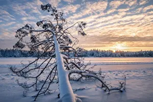 Moment Of Silence Prints: Scenic winter landscape with fallen tree and sunrise at morning time in Finland