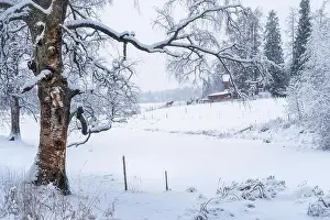 Scenic winter landscape with leafless silver birch and horse farm at cloudy day in Finland