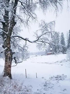 Hoarfrost Prints: Scenic winter landscape with leafless silver birch and horse farm at cloudy day in Finland