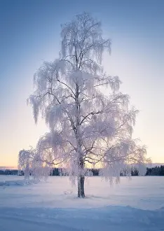 Scenic winter landscape with lonely scow covered tree and sunrise at morning time in Finland