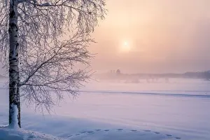 Scenic winter landscape with lonely scow covered tree and sunrise at morning time in Finland