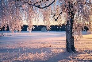January Collection: Scenic winter landscape with morning light and frosty tree in Finland