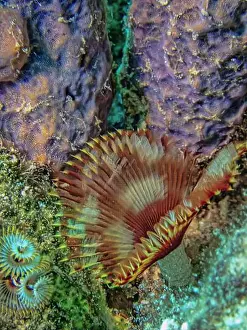 Boneiru Prints: Schizobranchia insignis is a marine feather duster worm