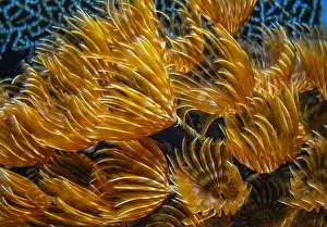 Boneiru Prints: Schizobranchia insignis is a marine feather duster worm