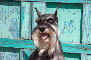 Caring Prints: Schnauzer sitting in front of blue door MR