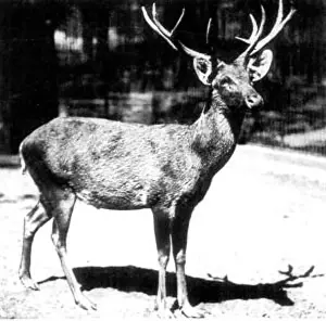 Activism Prints: Schomburgk's Deer, also known as the 'Thai Brow-antlered Deer'