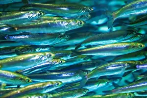 Sardine Prints: A school of anchovies swimming rapidly