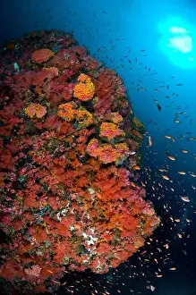 School of anthias fish swimming amidst a colorful reef scene of soft corals in the Philippines