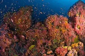 Group Of Animals Prints: School of anthias fish swimming amidst a colorful reef scene of soft corals in the Philippines