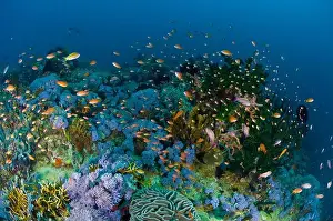 On The Move Prints: School of anthias fish swimming amidst a hard green corals and purple soft corals in the Philippines