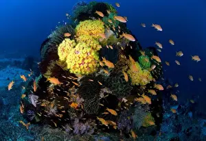 On The Move Prints: School of anthias fish swimming amidst a reef scene of crinoids and soft corals in the Philippines