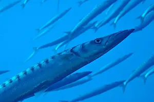 Fish School Prints: School of barracudas in Mediterranean Sea, Port-Cros Island, France