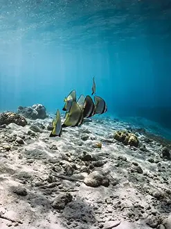 Batfish Prints: School of bat fish underwater in tropical blue ocean