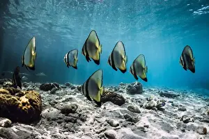 Batfish Prints: School of bat fish underwater in tropical blue sea