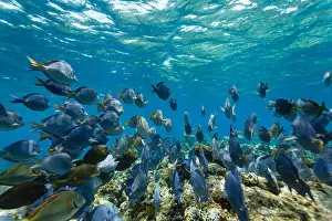 Cold Blooded Prints: School of blue tang fish, acanthurus coeruleus, swimming on the coral reef and feeding