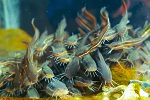 Catfish Prints: School of cat fish feeds in the aquarium