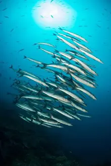 Conformity Prints: School of chevron barracuda with sun ball overhead, Raja Ampat, Indonesia