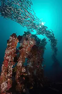 Shipwreck Prints: School of convict blenny swimming over an old wooden shipwreck, Puerto Galera, Philippines