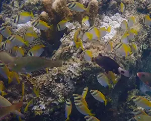 Schooling Fish Prints: A school of coral fish swims together