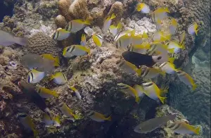 Schooling Fish Prints: A school of coral fish swims and feeds on algae over a dead coral reef