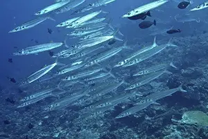 Pods Prints: School of fish, bigeye barracuda (Sphyraena forsteri)