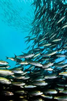 Animal Behaviour Prints: School of fish, Darwin and Wolf Islands