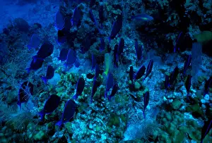 Diver Prints: School of fish, Grand Cayman Island, Cayman Islands, Caribbean