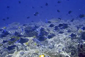 Group Of Animals Prints: A school of fish, red-toothed triggerfish (Odonus niger)