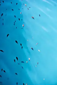 Azores Prints: School of fish in the sea