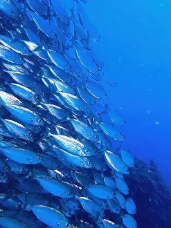 Biosphere Prints: School of fish with many small fish in the sea of ​​Curacao