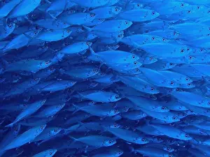 Biosphere Prints: School of fish with many small fish in the sea of ​​Curacao