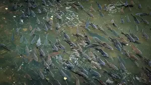 Congregation Prints: A school of fish swimming closely together in the water