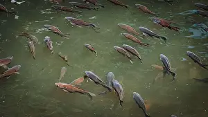Schooling Prints: A school of fish swimming near riverbank
