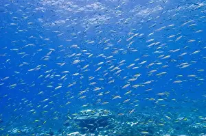 Group Of Animals Prints: School of gold-band fusilier fish (Pterocaesio chrysozona), Christmas Island, Australia