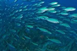 Blurred Motion Prints: School of goldband fusilier fish in Lembeh Strait, North Sulawesi, Indonesia