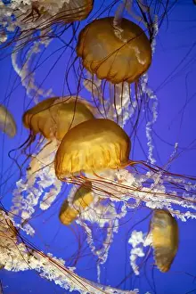 Marine Habitat Prints: School of golden jellyfish swimming gracefully in deep blue water