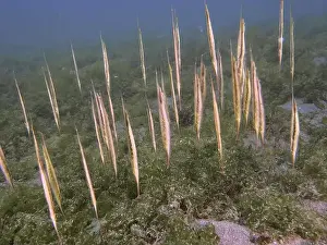 Pods Prints: A school of jointed razorfish, razorfish (Aeoliscus strigatus) standing vertically amidst sea greenery